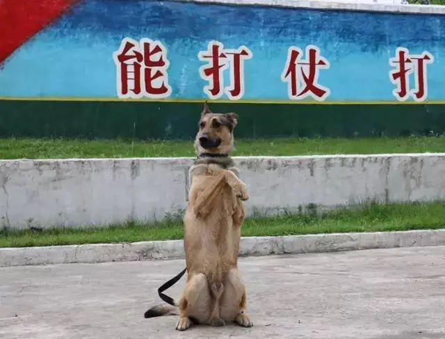 篮球教练如何为不同年龄段的球员制定战术训练方案?_2
